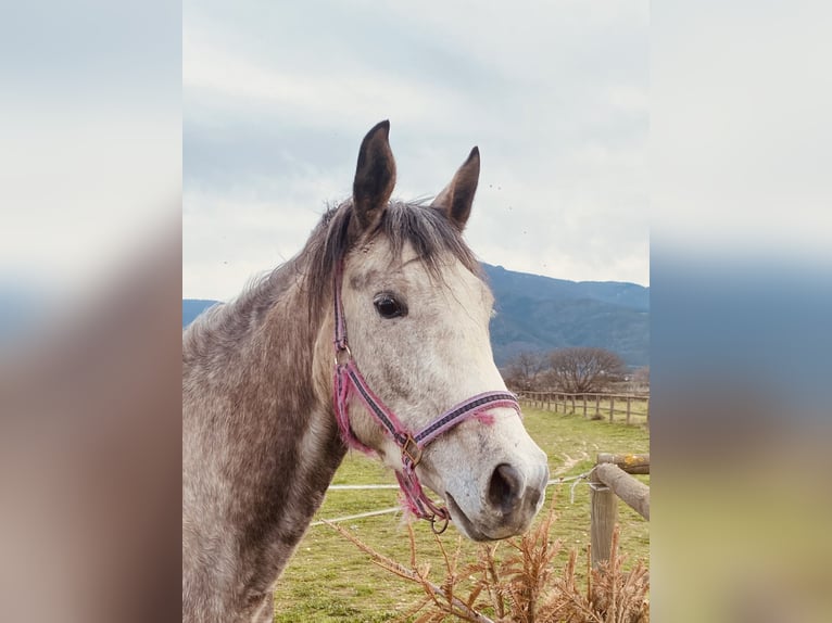 Connemara Mix Wallach 4 Jahre 156 cm Schimmel in Laroque des alberes