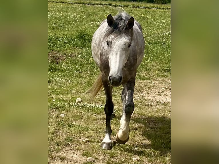 Connemara Mix Wallach 4 Jahre 156 cm Schimmel in Laroque des alberes
