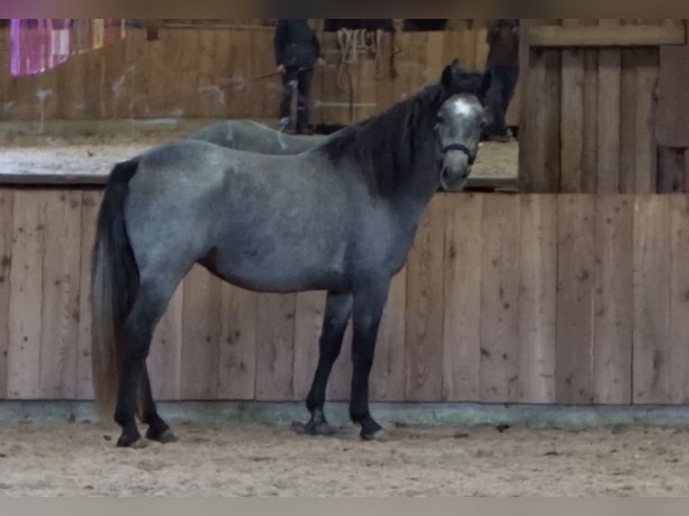 Connemara Wallach 4 Jahre 156 cm Schimmel in Neuhemsbach