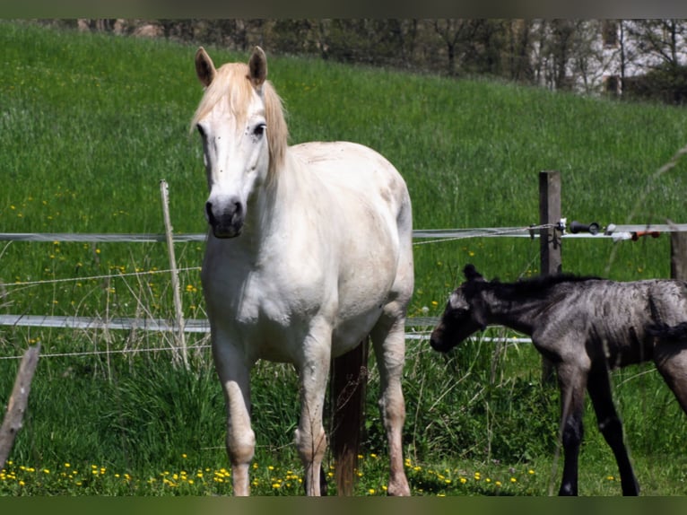 Connemara Wallach 4 Jahre 156 cm Schimmel in Neuhemsbach