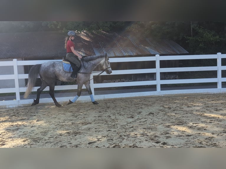 Connemara Wallach 4 Jahre 157 cm Apfelschimmel in Morsbach
