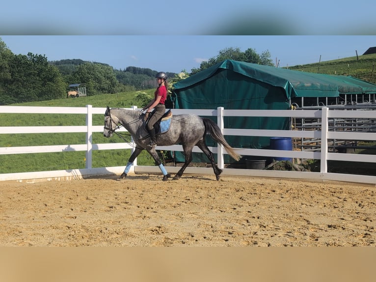 Connemara Wallach 4 Jahre 157 cm Apfelschimmel in Morsbach