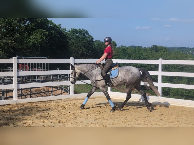 Connemara Wallach 4 Jahre 157 cm Apfelschimmel in Morsbach