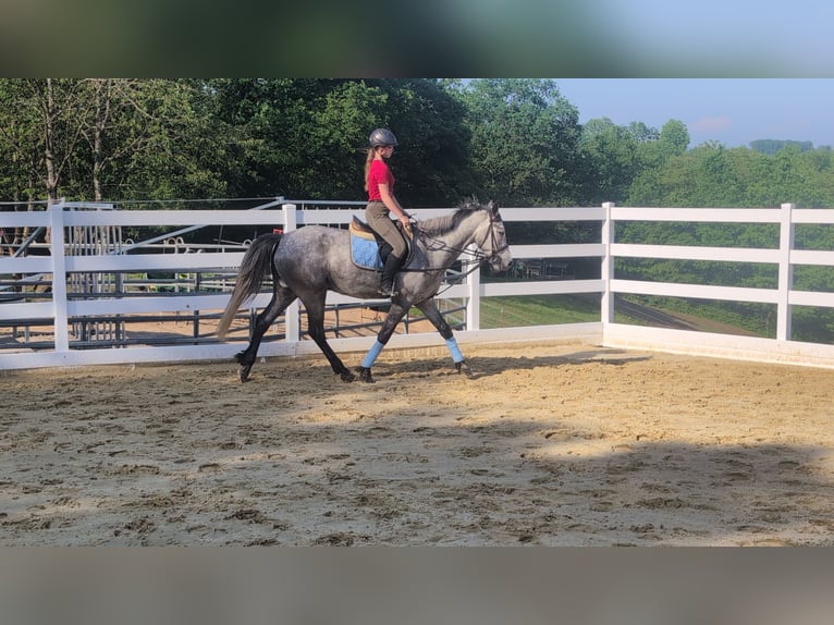 Connemara Wallach 4 Jahre 157 cm Apfelschimmel in Morsbach