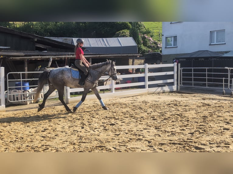 Connemara Wallach 4 Jahre 157 cm Apfelschimmel in Morsbach