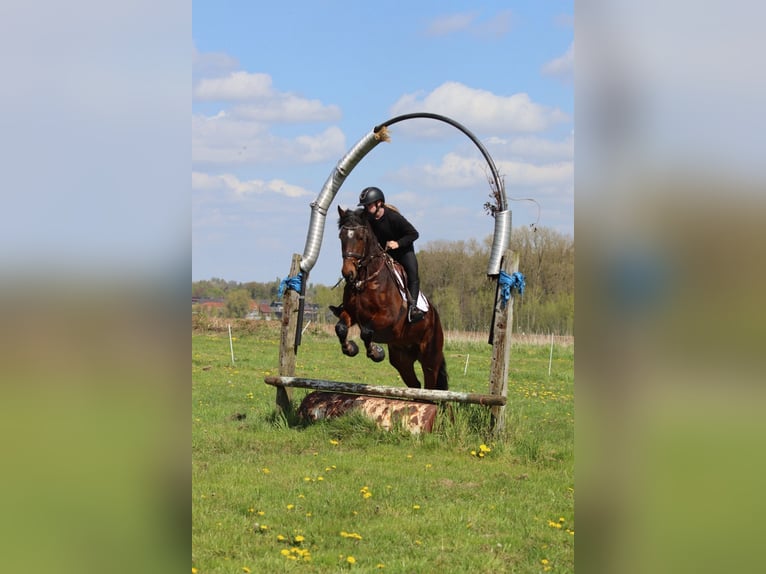 Connemara Wallach 4 Jahre 157 cm Brauner in Pepingen