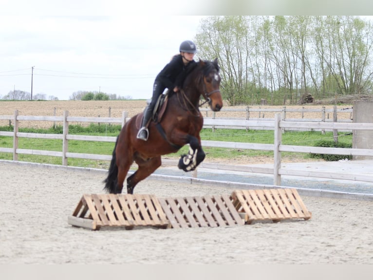 Connemara Wallach 4 Jahre 157 cm Brauner in Pepingen