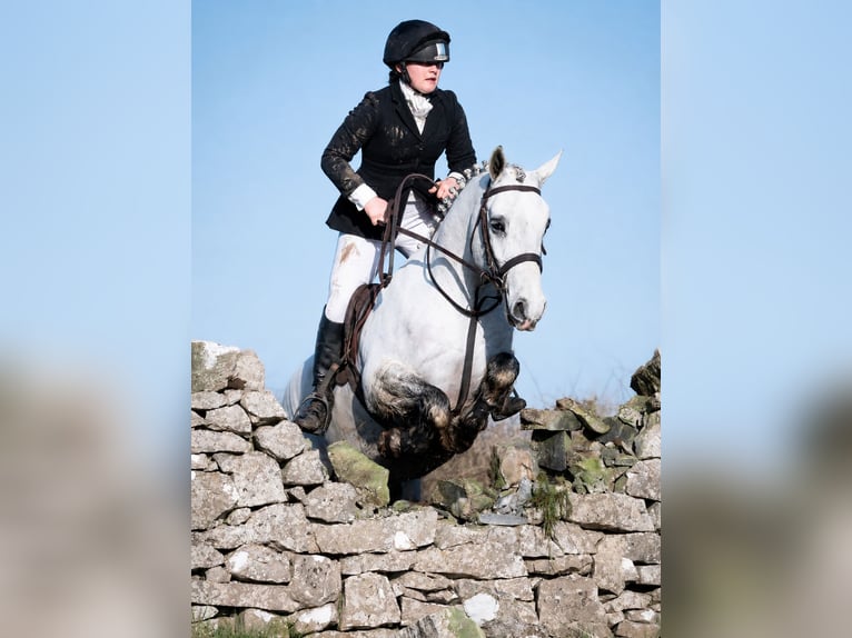 Connemara Wallach 4 Jahre 157 cm Schimmel in essex