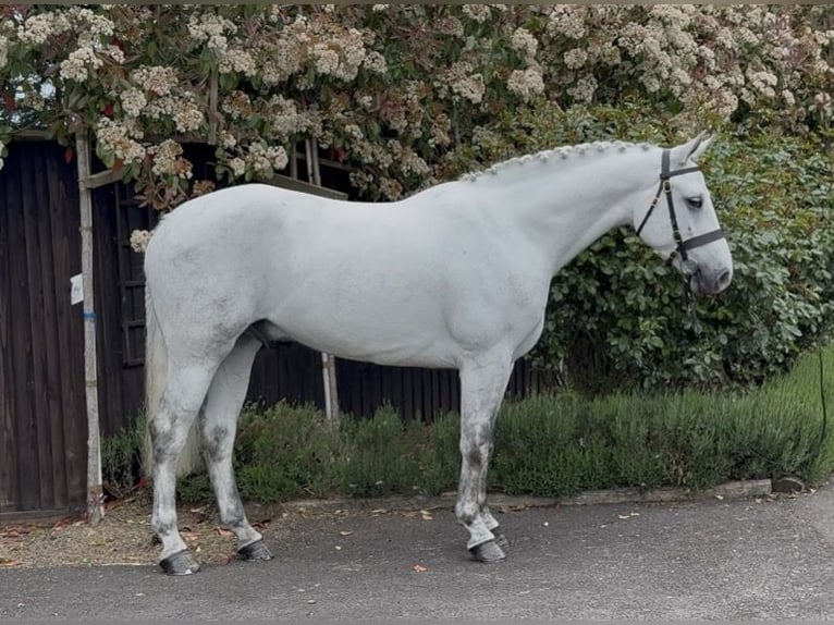 Connemara Wallach 4 Jahre 157 cm Schimmel in essex