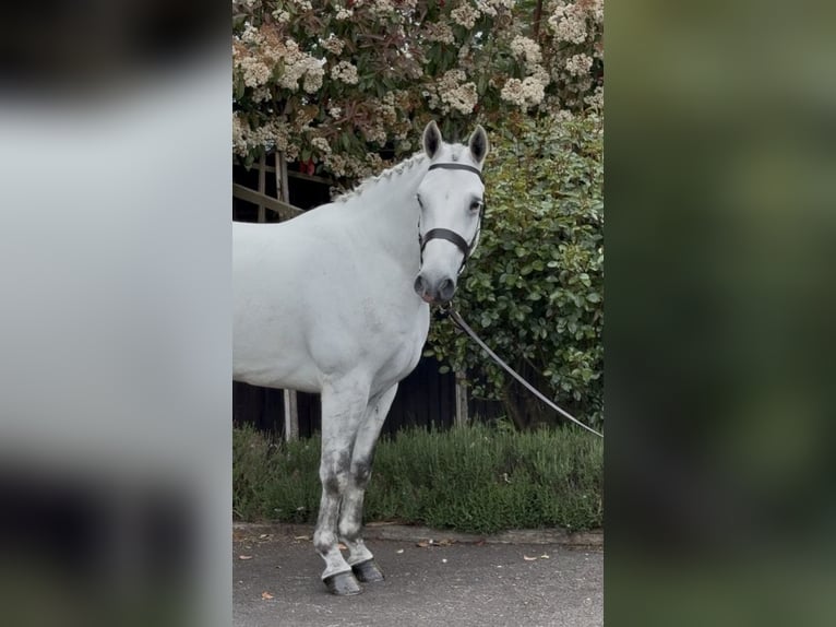 Connemara Wallach 4 Jahre 157 cm Schimmel in essex