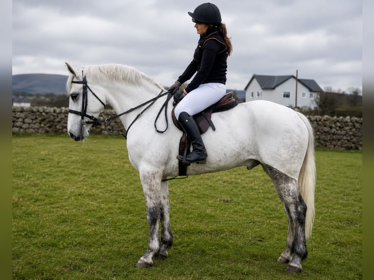 Connemara Wallach 4 Jahre 157 cm Schimmel in essex