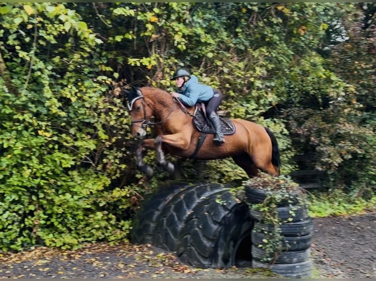 Connemara Wallach 4 Jahre 160 cm Rotbrauner in Mountrath, Co. Laois