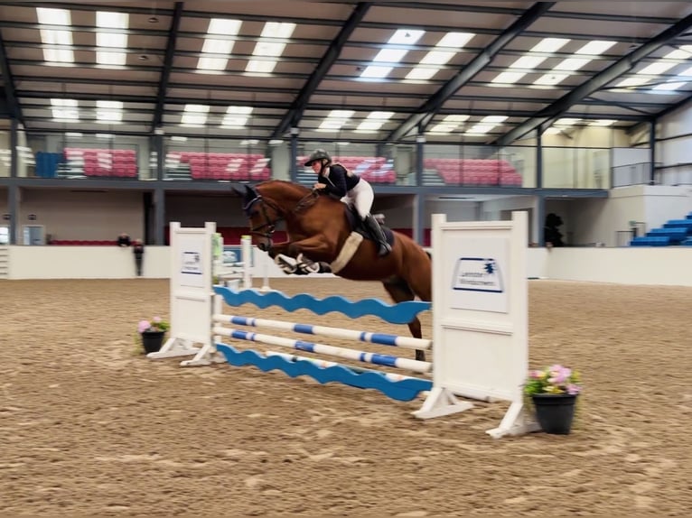 Connemara Wallach 4 Jahre 160 cm Rotbrauner in Mountrath, Co. Laois