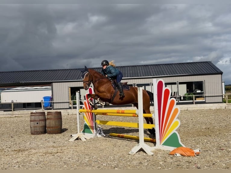 Connemara Wallach 4 Jahre 160 cm Rotbrauner in Mountrath, Co. Laois