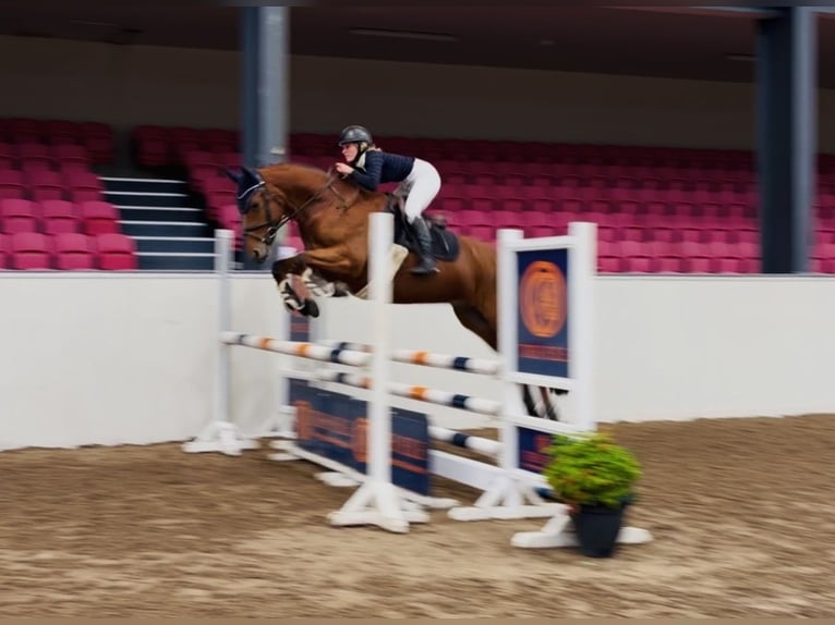 Connemara Wallach 4 Jahre 160 cm Rotbrauner in Mountrath, Co. Laois