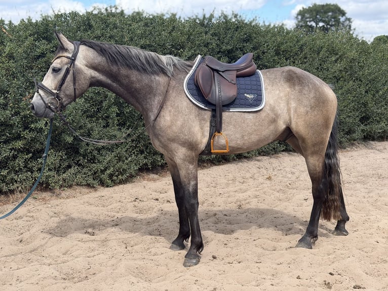 Connemara Wallach 4 Jahre 162 cm Braunfalbschimmel in Trebbin