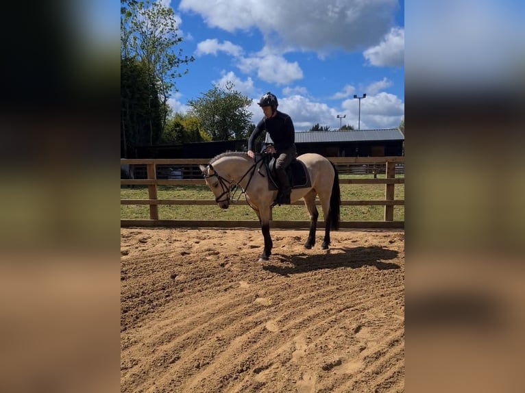 Connemara Wallach 4 Jahre 163 cm Falbe in Dublin