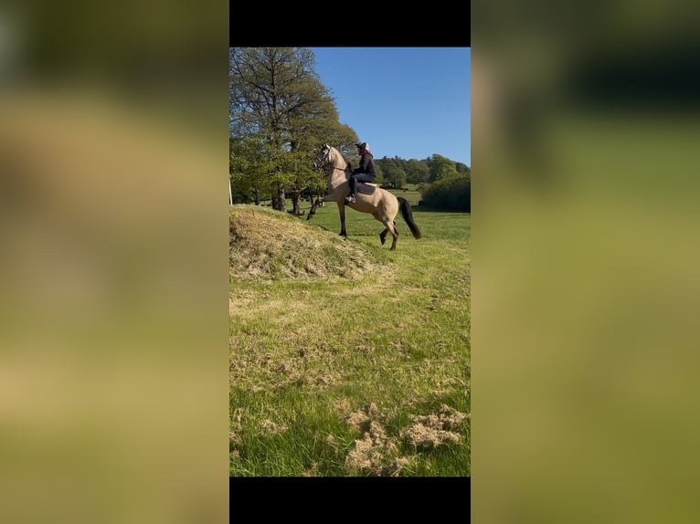 Connemara Wallach 4 Jahre 163 cm Falbe in Dublin