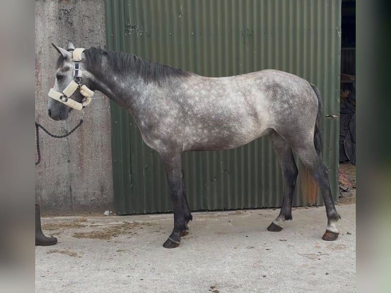Connemara Wallach 4 Jahre Schimmel in Sligo