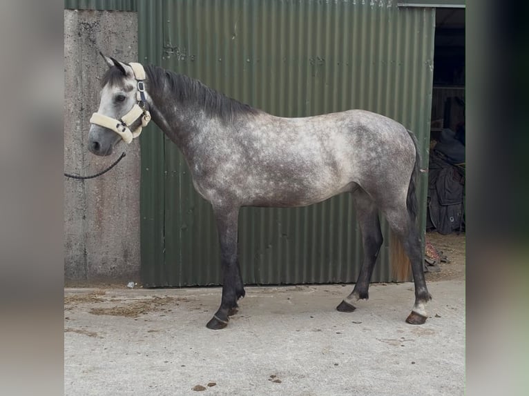 Connemara Wallach 4 Jahre Schimmel in Sligo