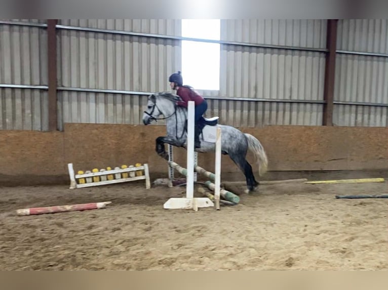 Connemara Wallach 5 Jahre 138 cm Apfelschimmel in Sligo