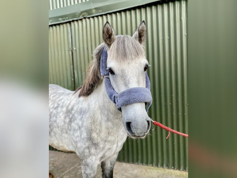 Connemara Wallach 5 Jahre 138 cm Apfelschimmel in Sligo