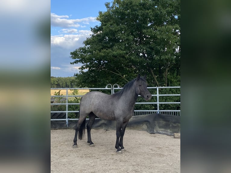 Connemara Wallach 5 Jahre 140 cm Rappschimmel in Anzing