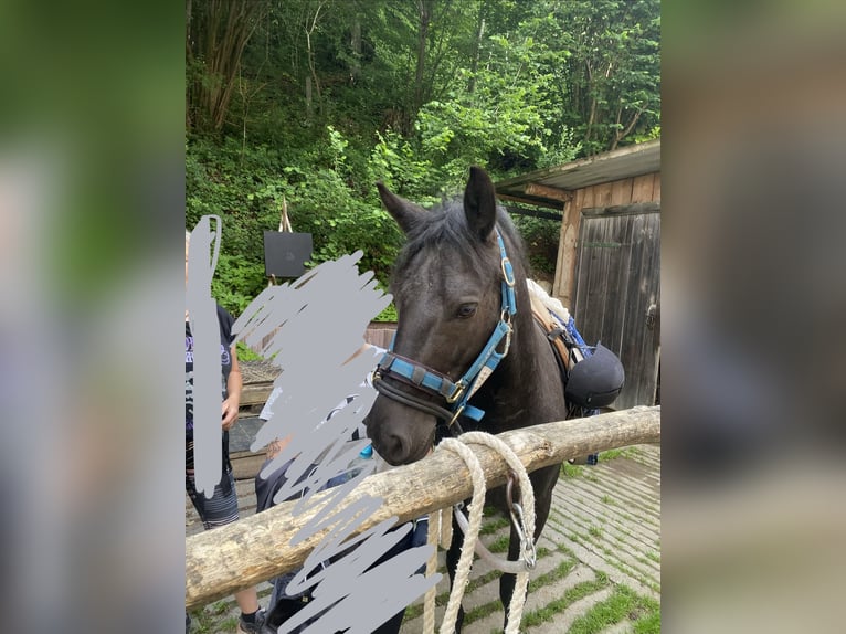 Connemara Wallach 5 Jahre 140 cm Rappschimmel in Anzing