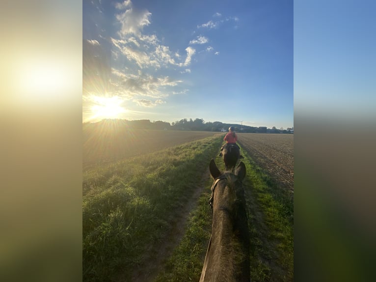 Connemara Wallach 5 Jahre 140 cm Rappschimmel in Anzing