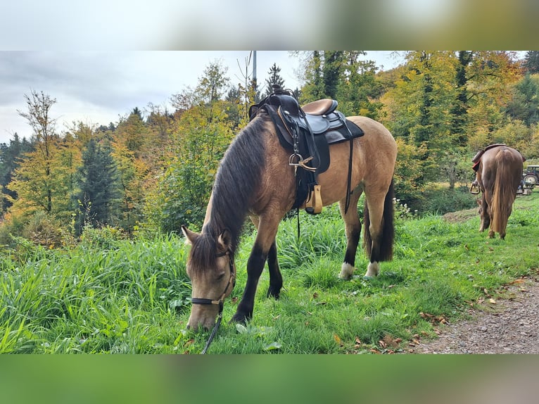 Connemara Mix Wallach 5 Jahre 145 cm Falbe in Seelbach