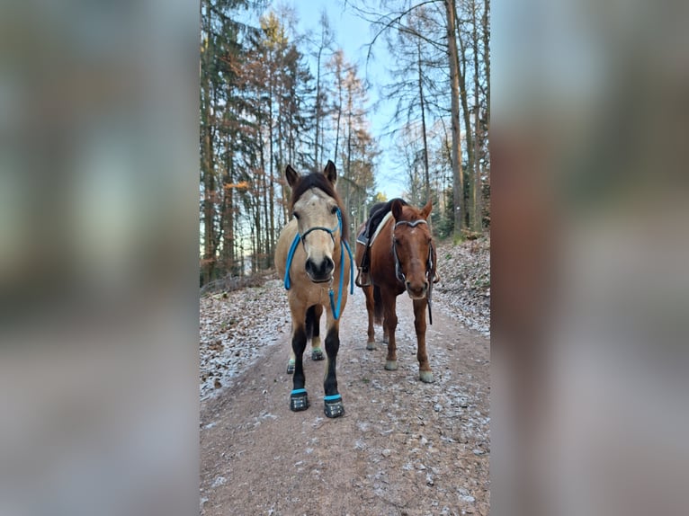 Connemara Mix Wallach 5 Jahre 145 cm Falbe in Seelbach