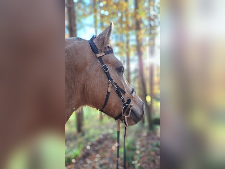 Connemara Mix Wallach 5 Jahre 145 cm Falbe in Seelbach