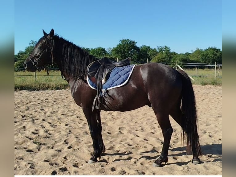 Connemara Wallach 5 Jahre 145 cm Rappe in AMAILLOUX