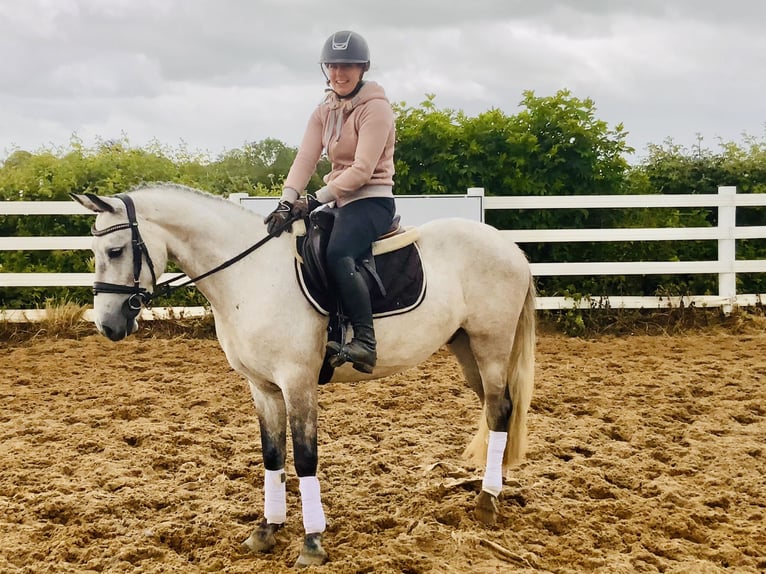 Connemara Wallach 5 Jahre 145 cm Schimmel in Mountrath