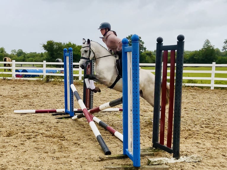 Connemara Wallach 5 Jahre 145 cm Schimmel in Mountrath