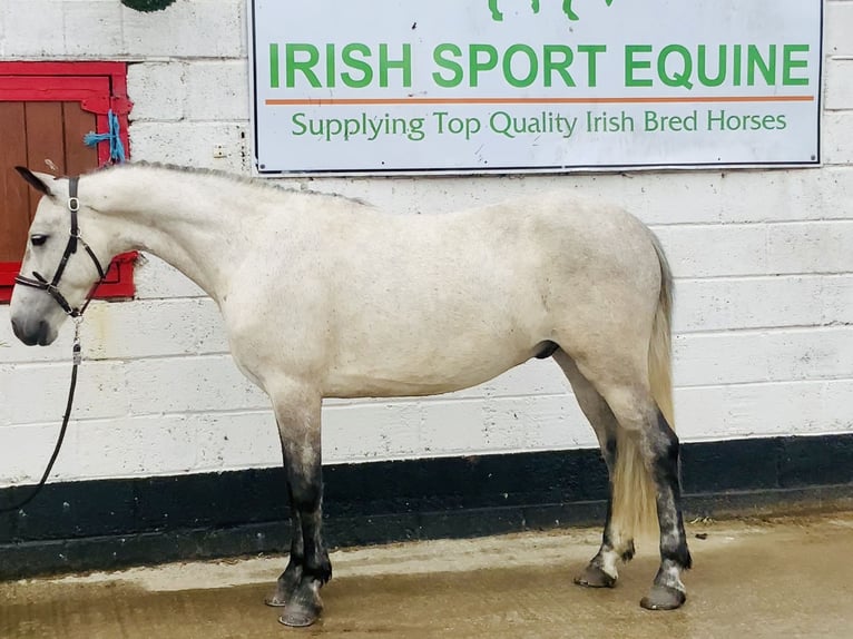 Connemara Wallach 5 Jahre 145 cm Schimmel in Mountrath