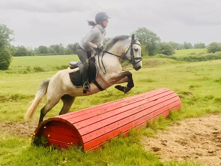Connemara Wallach 5 Jahre 145 cm Schimmel in Mountrath