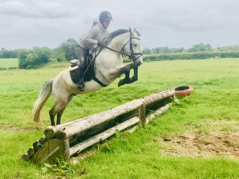 Connemara Wallach 5 Jahre 145 cm Schimmel in Mountrath