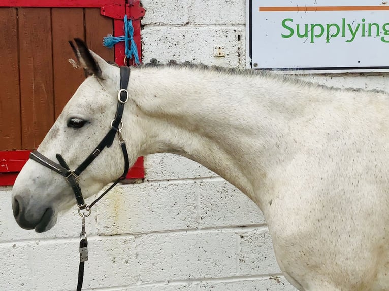 Connemara Wallach 5 Jahre 145 cm Schimmel in Mountrath