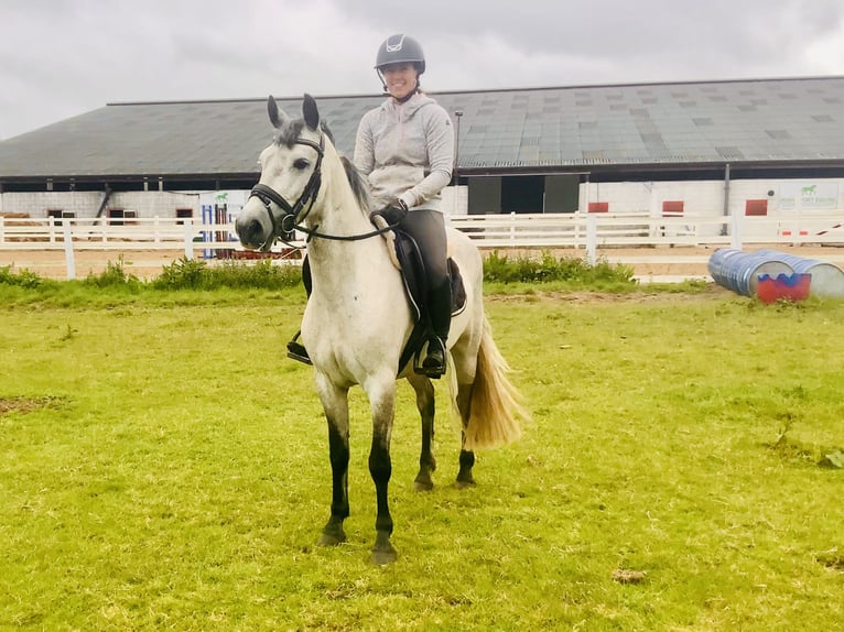 Connemara Wallach 5 Jahre 145 cm Schimmel in Mountrath