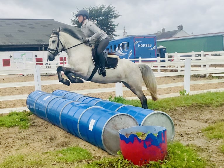 Connemara Wallach 5 Jahre 145 cm Schimmel in Mountrath