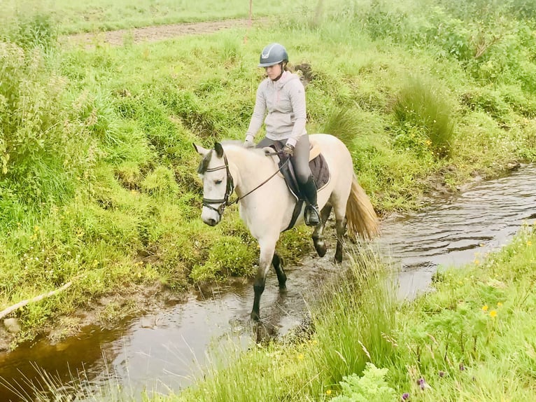 Connemara Wallach 5 Jahre 145 cm Schimmel in Mountrath
