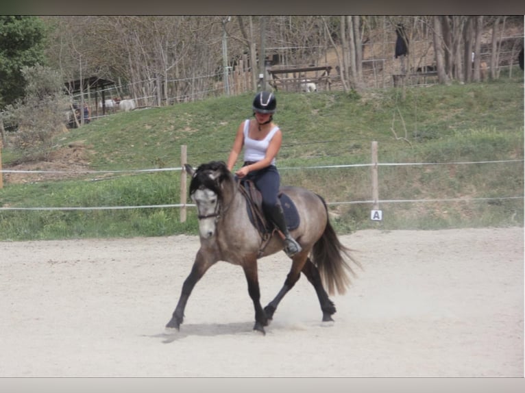 Connemara Wallach 5 Jahre 145 cm Schimmel in Gréoux-les-Bains