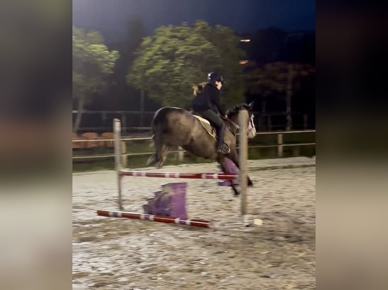 Connemara Wallach 5 Jahre 146 cm Schimmel in Cavalaire-sur-Mer