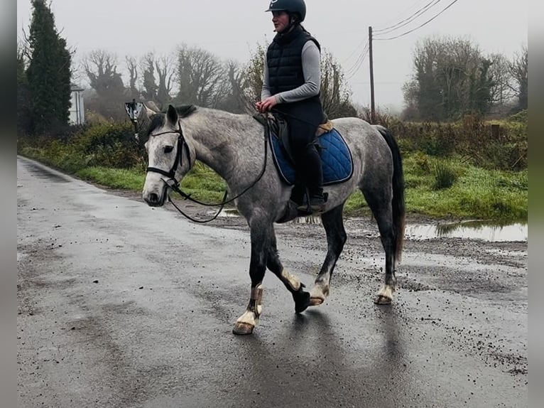 Connemara Wallach 5 Jahre 146 cm Schimmel in Sligo