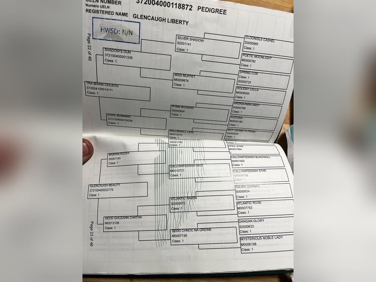 Connemara Wallach 5 Jahre 146 cm Schimmel in Sligo