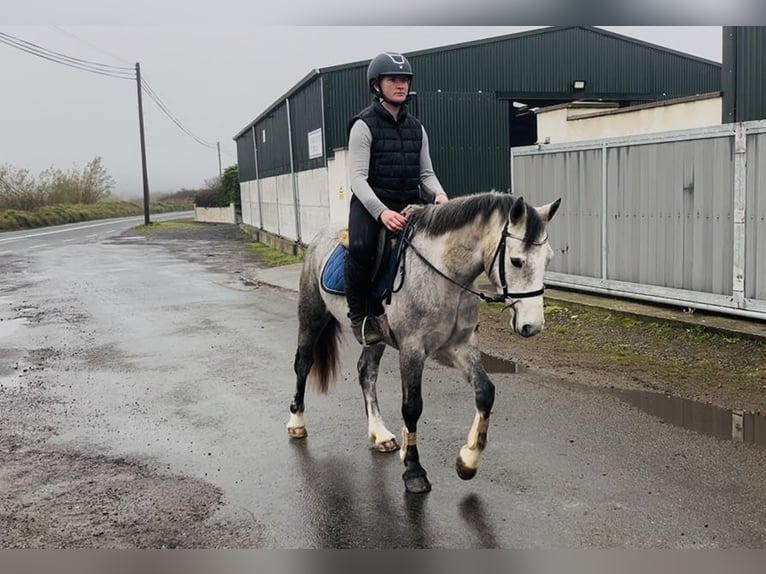 Connemara Wallach 5 Jahre 146 cm Schimmel in Sligo