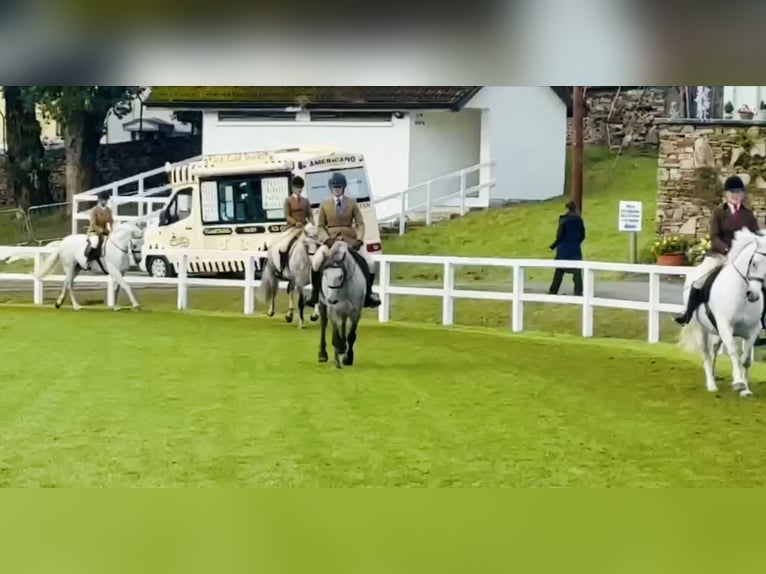 Connemara Wallach 5 Jahre 147 cm Apfelschimmel in Mountrath, Co. Laois