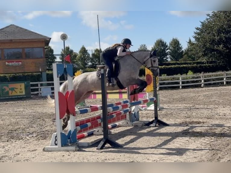 Connemara Wallach 5 Jahre 147 cm Apfelschimmel in Mountrath, Co. Laois