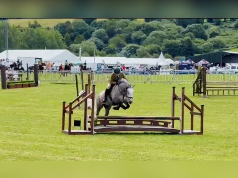 Connemara Wallach 5 Jahre 147 cm Apfelschimmel in Mountrath, Co. Laois